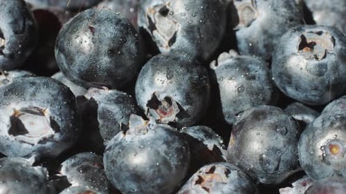 Blueberry Berry Background Macro Water Drops on Ripe Blueberries