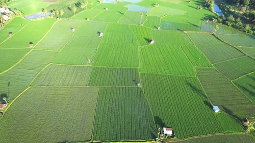 Rice Field Sumbawa Island