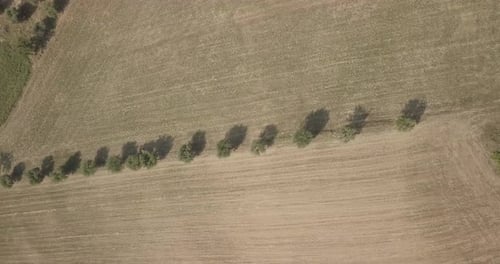 Drone view above trees line in the middle of a wheat fields after the harvest. Drone makes turn arou