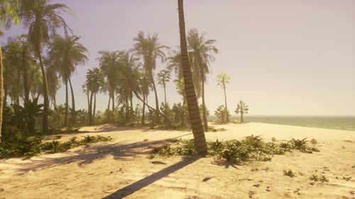 A Sandy Beach with Palm Trees and the Ocean in the Background
