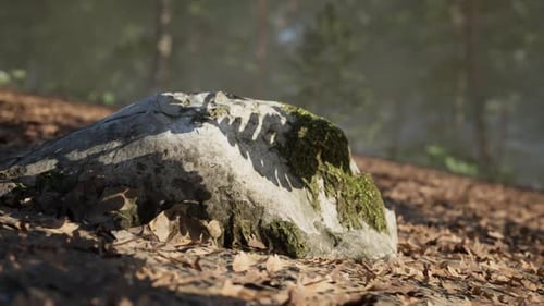 Moss Covered Rock with Leaf Litter in a Serene Forest Environment