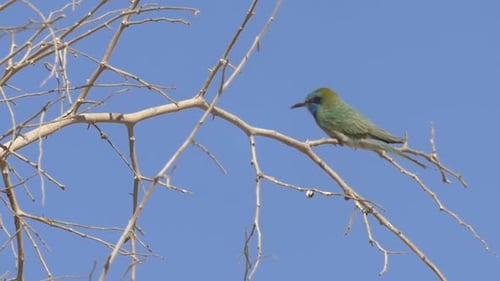 Little green bee eater
