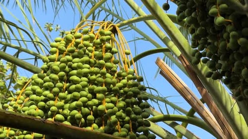 stunning close-up footage of green date palm tree showcasing intricate details of iconic plant in th