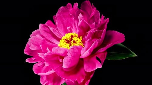 Red Peony Open Flower in Time Lapse on a Black Background. Wedding Concept. Side View on Pink Flower