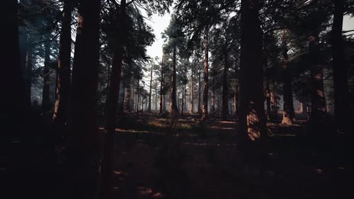 Calm Twilight Scene in Lush Pine Woods with Misty Rays and Peaceful Surroundings