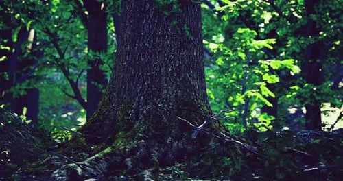 Majestic Tree Roots Intertwine with Vibrant Green Foliage in Serene Woods