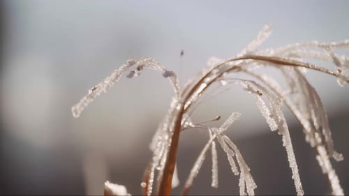 Iced Branch on a Cold Winter Day
