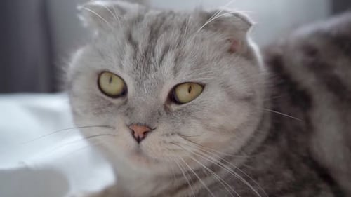 Resting Gray Striped Cat Blinking in Close Up