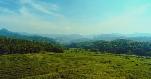 Rice fields with a backdrop of hills