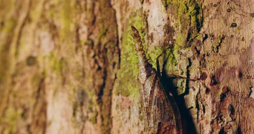 Macro of Cathedra serrata lanternfly on tree bark, Tambopata National Reserve, Peru