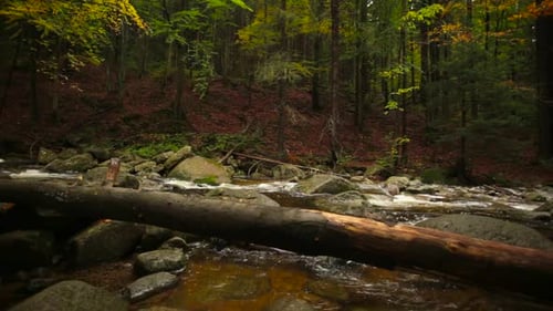 Panning shot of a river flowing in the middle of an autumnal forest