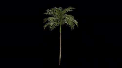 Areca Tree blowing in the wind. Alpha Channel. Loop Animation