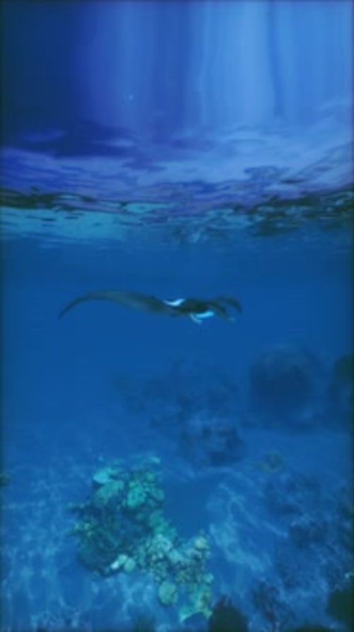 Mantarochen schwimmen über dem Korallenriff