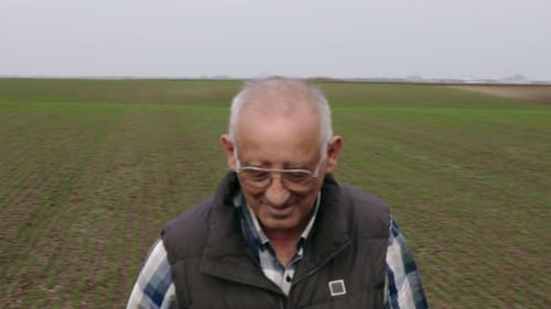 Senior farmer walking in young wheat field and examining crop.