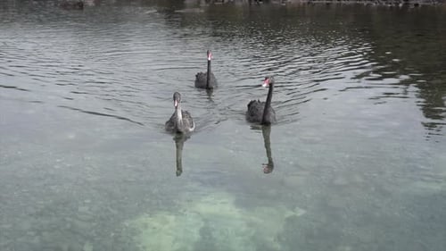 Schwarze Schwäne schwimmen auf Nelson Lake, Neuseeland, der Kamera entgegen