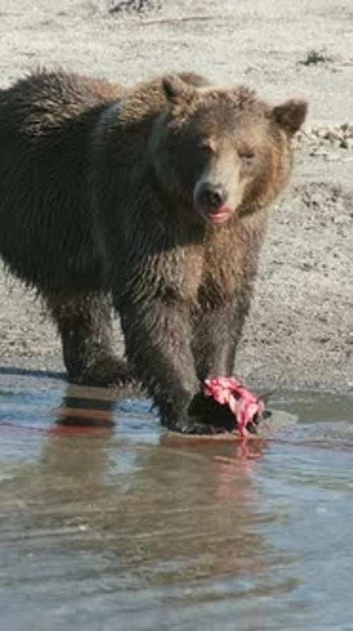 Brown Bear Eating Fish Remains in Water