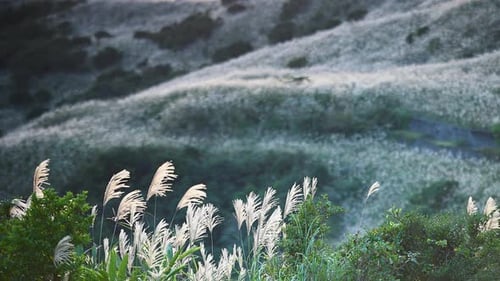 Rolling Hills with Swaying Grass in Nature