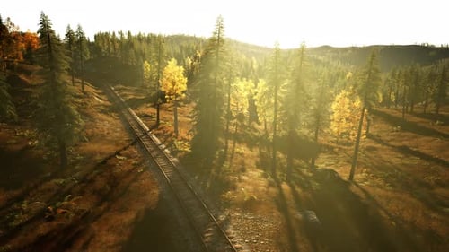 Ferrocarril abandonado que se extiende a través de un bosque de abetos al anochecer