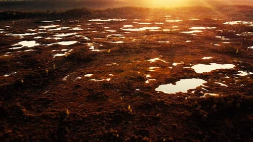 A serene swamp landscape featuring reflective water surrounded by green vegetation and trees. The pe