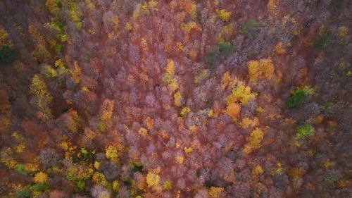Aerial View Of The Autumn Forest