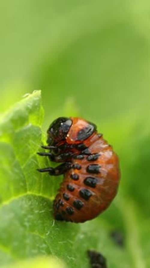 Larve de Leptinotarsa decemlineata mangeant