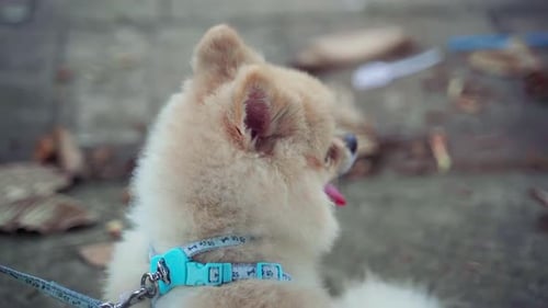 close up yellow fur hair pomeranian spitz puppy dog looking back to camera with happy tongue face in