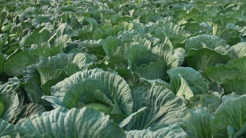 Shot Of Field Of Green Cabbage