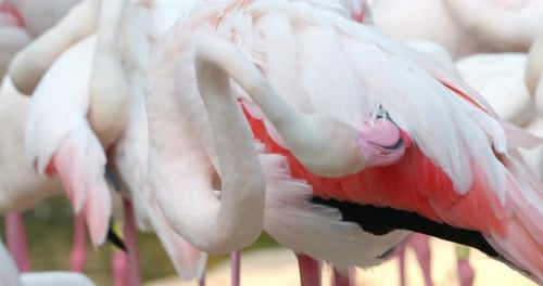 Flamingo limpiando las plumas de la espalda