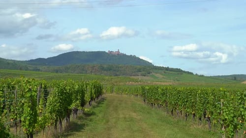Picturesque Vineyard Landscape with Distant Castle View