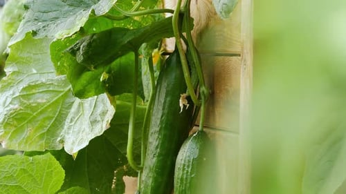 Cucumbers growing on a cucumber plant in an organic garden