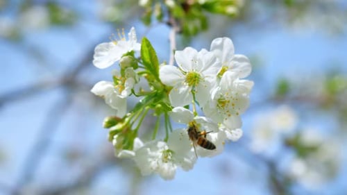 Spring Blossom Pollinating Cherry Flowers