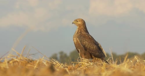 Majestic Brown Hawk Perched in Golden Wheat Field