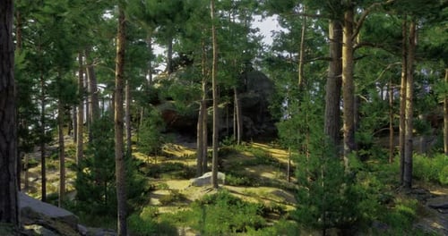 Sunlight Filtering Through Trees in a Serene Forest Setting During Daytime