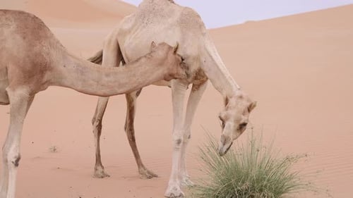 Two Middle Eastern Camels in the Desert in UAE