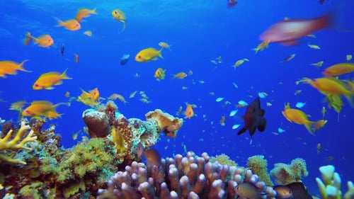 Tropical Marine Colourful Fish
