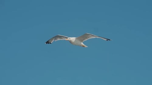 Möwe - 2K
