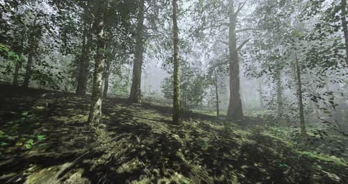 Serene Forest Landscape Enveloped in Morning Mist at Dawn