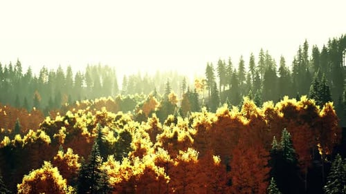 A Dense Forest with Towering Trees