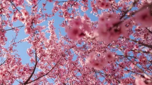 Kinoreifer und majestätischer Blick auf Kirschblüten im Frühling
