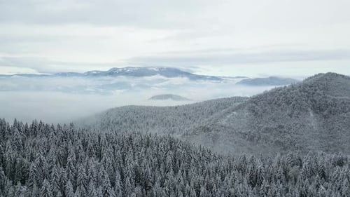 Aerial drone view of beautiful winter scenery in the mountains with pine trees covered with snow.