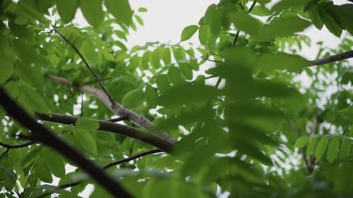 Lush Green Canopy Tree Branches with Vivid Green Leaves Under Calm Sky Serene Forest Scene Featuring