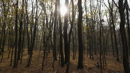 Sunny Day in a Forest in Autumn 44