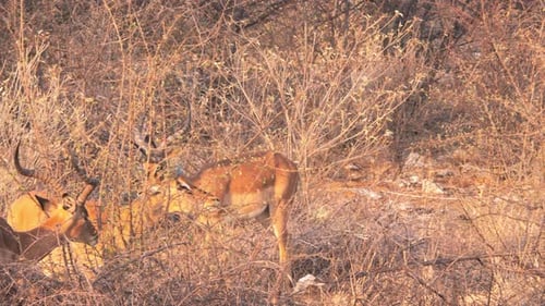 Herd of Impala Hiding in Brush at Sunrise