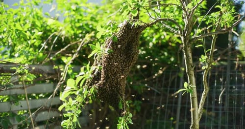 Close Shot of Large Swarm of Bees on Tree