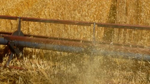 Harvesting Wheat in a Golden Field During Late Summer at Sunset