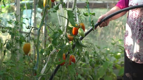 Woman Waters Tomato Plants in Greenhouse
