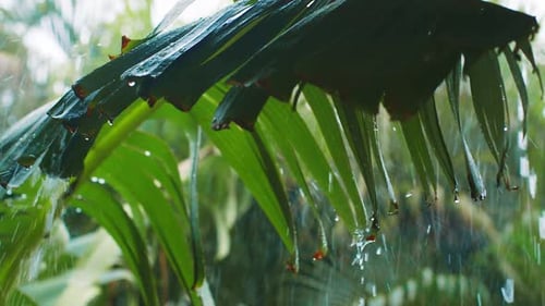 Banana leaf during heavy rainfall during rainy season storm, Curacao, Caribbean
