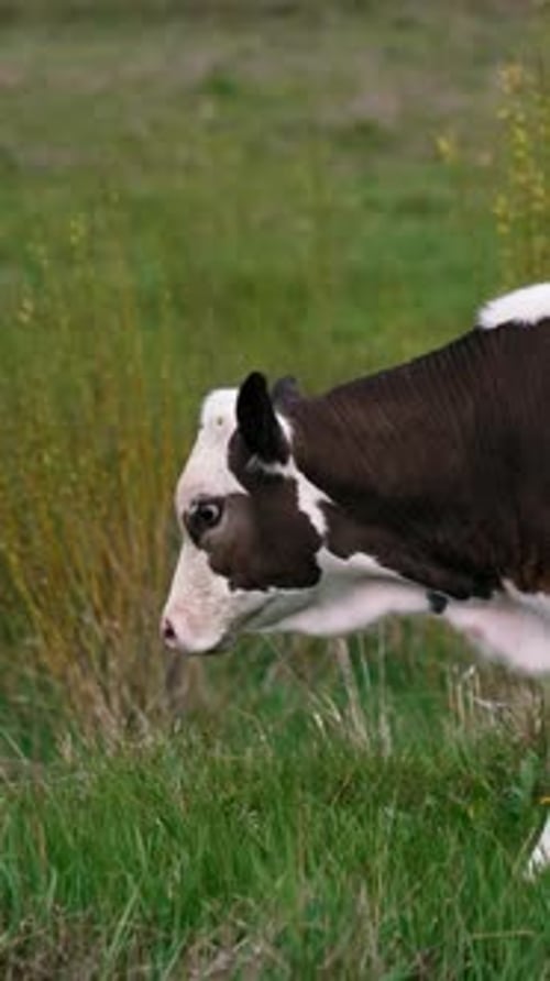 Cattle. Cow grazing on a pasture. Vertical video