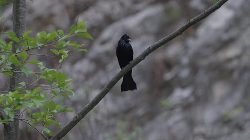 Hair-crested Drongo