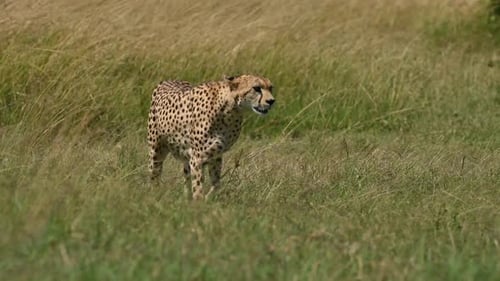 Cheetah scouting the savannah for prey in Masai Mara National reserve, Kenya. Low point of view
